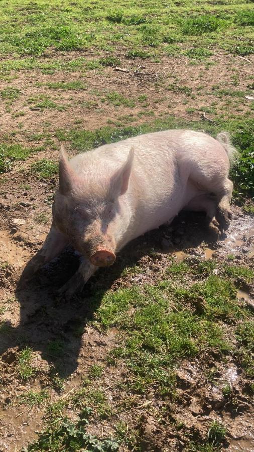 Azienda Agricola I Casali del Troscio Capalbio Esterno foto