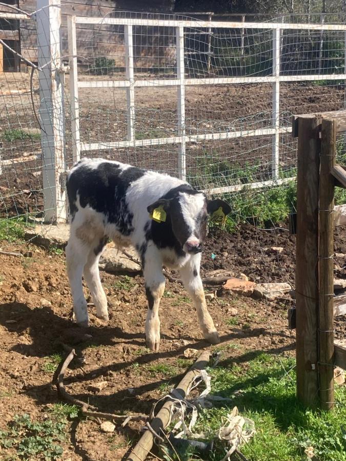 Azienda Agricola I Casali del Troscio Capalbio Esterno foto